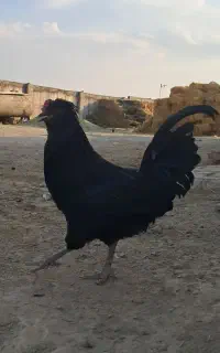 دو عدد خروس گلین