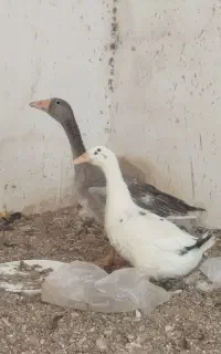 اردک. قوغاز