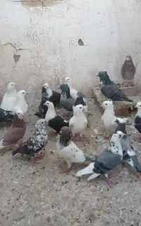 ۲۵تا نر بازی کن دونه ۳۵۰یک جا