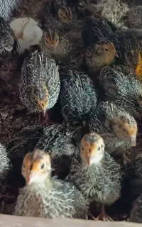 جوجه بلدرچین 20روزه