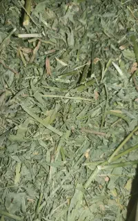 یونجه خرگوش همستر خوکچه پلت مخصوص جوندگان