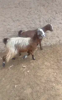 بز جوان