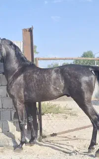 نریان۳ ساله