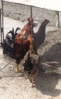 مرغ خروس