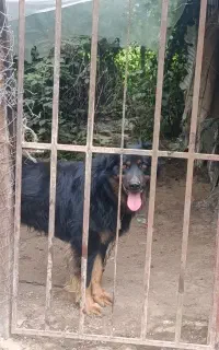 سگ ژرمن نر