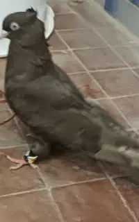 آبادانی