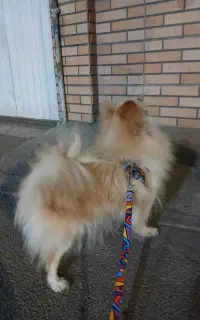 پامرخوشکل ماده