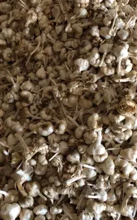 سیر