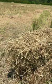 کاه برنج هاشمی/سراچینا
