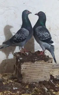 کبوتر آلمانی وتکپر
