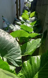 فروش گل باباآدم تنه قرمز