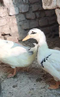اردک سفید