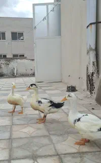 ۳ تا اردک سالم و سرحال