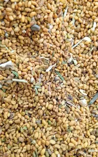 بذر یونجه