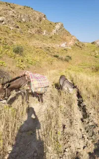 الاغ زبر زرنگ ماده با کره نر