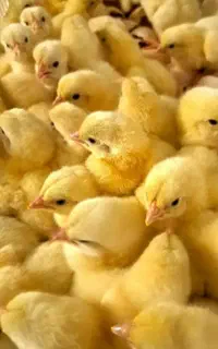 جوجه گوشتی رشد ۴۵ روزه رآس ۳۰۸