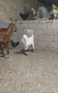 بز جنس دار