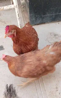 5تا مرغ  یجا