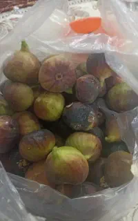 انجیر ارگانیک خانگی