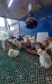جوجه یک روزه برهما و سلطان