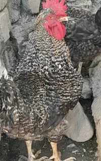 خروس هیکلی و درشت