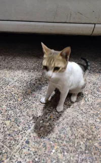 گربه خانگی
