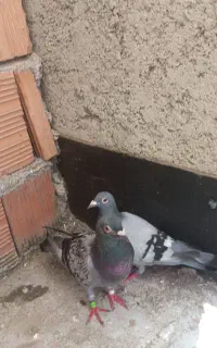 کبوتر دورگه