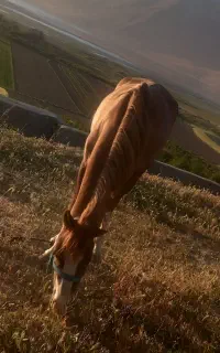 اسب
