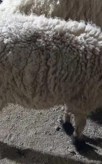 گوسفند
