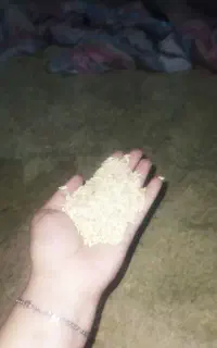 جو دیم بذری