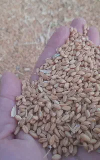 گندم کوهدشت شش تن