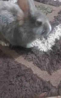 خرگوش