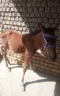 کره اسب اصیل