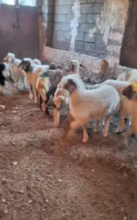 گوسفند داشتی