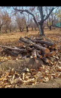خریدار چوب و هرس