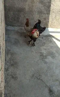 فروشی
