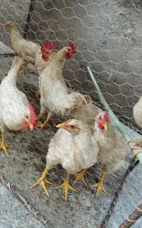 سه تا مرغ گوشتی و پنج تا جوجه رنگی