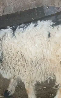 فروش سه راس بره ماده چاق چاق وزن سه تاش۹۸