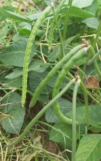 لوبیا چشم بلبلی تر  ،خیارچیتی،گوجه