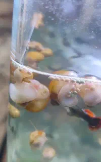 بچه حلزون و بچه ماهی  گوپی