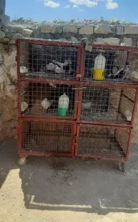 پنج جفت تهرانی نازار و جفت کنی