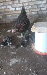 جوجه مرغ گلین اصل