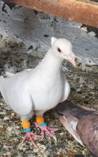 سفید کاکلی نر