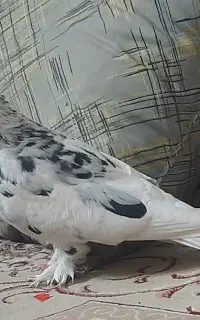 کبوتر