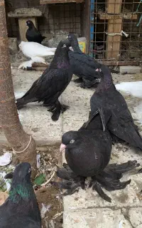 کبوتر سیاه