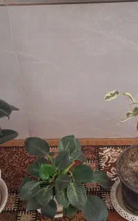 سه عدد گل وگلدان طبیعی