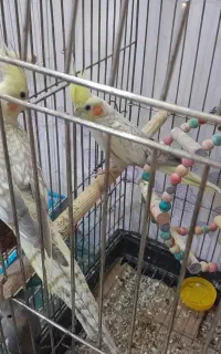 سه عدد عروس هلندی