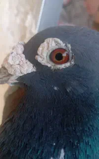 جفت چاپی