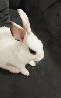 خرگوش
