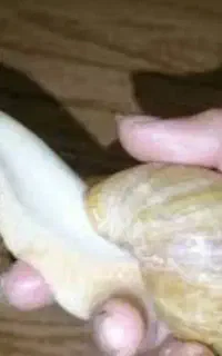 حلزون